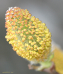 Pussy Willow